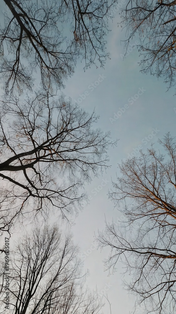 Obraz premium Winter tree branches against pale blue sky