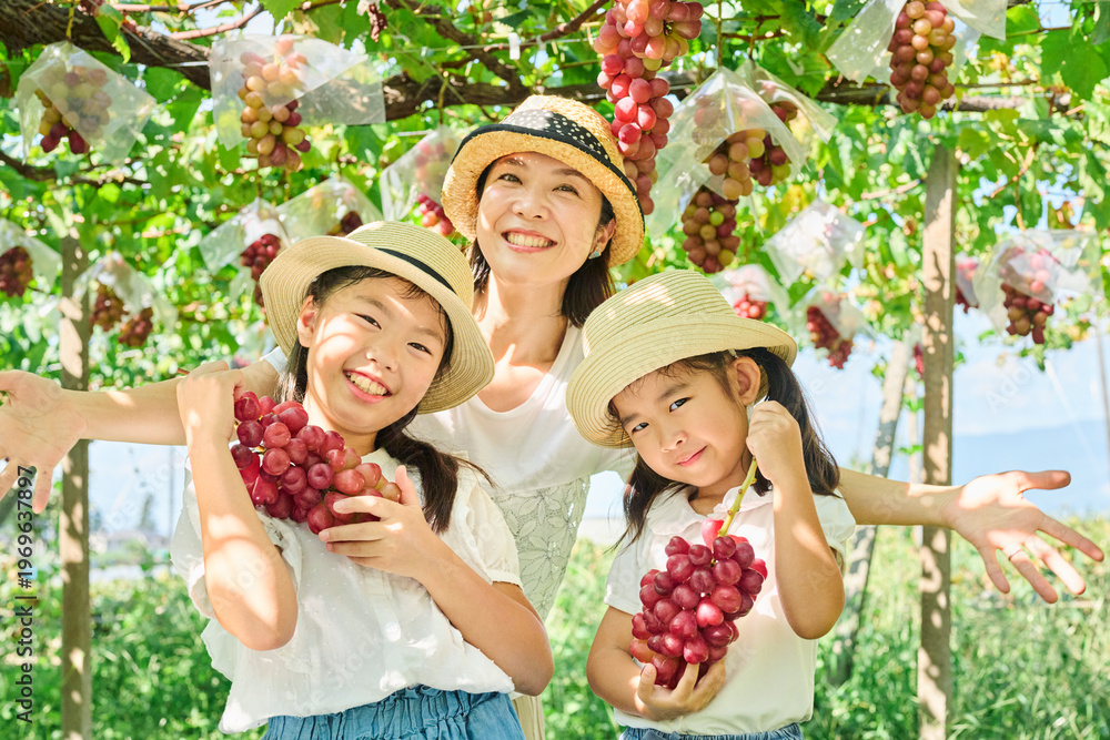 Fototapeta premium ぶどう狩りで赤ぶどうを持つ母と娘たちの笑顔