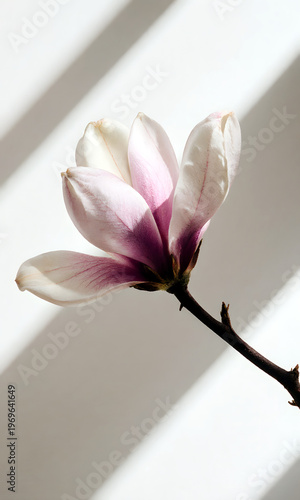 Wallpaper Mural Magnolia flower in soft light with shadows on white background   Torontodigital.ca