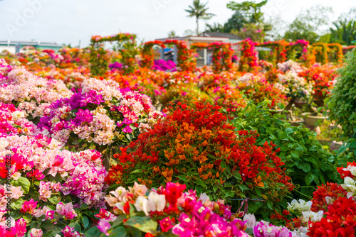 view of bougainvillea blooms throughout Phu Son village, Ben Tre, Vietnam. It's famous in Cho Lach, Mekong Delta
