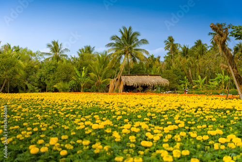 View of Cho Lach flower garden in Ben Tre, Vietnam. It's famous raspberry daisies gardens in Mekong Delta