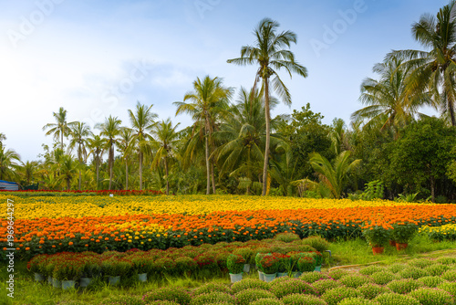 View of Cho Lach flower garden in Ben Tre, Vietnam. It's famous raspberry daisies gardens in Mekong Delta