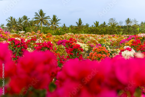 view of bougainvillea blooms throughout Phu Son village, Ben Tre, Vietnam. It's famous in Cho Lach, Mekong Delta