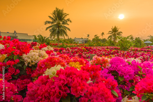 view of bougainvillea blooms throughout Phu Son village, Ben Tre, Vietnam. It's famous in Cho Lach, Mekong Delta