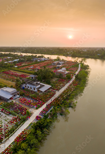 Aerial view of Phu Son village of bougainvillea blooms throughout Ben Tre, Vietnam