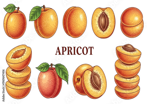 Fresh Apricots A Collection of Vibrant Illustrations Featuring Whole and Sliced Fruits