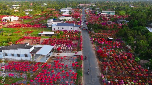 Aerial view of Phu Son village of bougainvillea blooms throughout Ben Tre, Vietnam