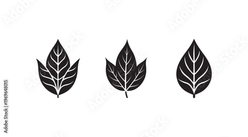 Black leaf silhouettes with white veins on white background  three leaf shapes