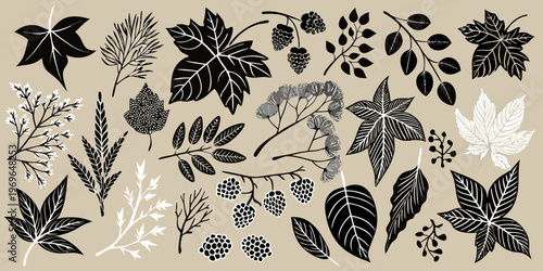 A collection of detailed botanical illustrations featuring various leaves and branches