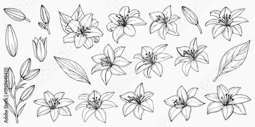 A delicate collection of lily flowers and leaves in black and white