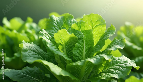 Green Salad Leaves Close-Up Macro Natural Food for Vegan Nutrition and Healthy Eating Blogs | Fresh Organic Concept