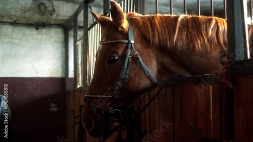 Brown horse stands in stable with wooden walls and metal bars during daylight hours in a rural setting