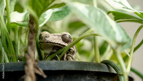 Cute Gray Frog Tucked Into a Hanging Garden Vase for Shelter