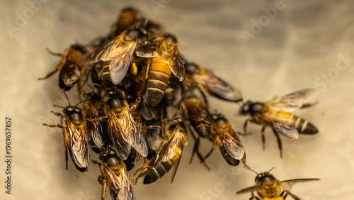 Close Up of Honeybees Attracted to Glowing Lamp in the Dark