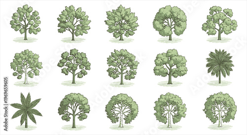 Green tree set collection, different deciduous and palm trees, nature elements, vector illustration