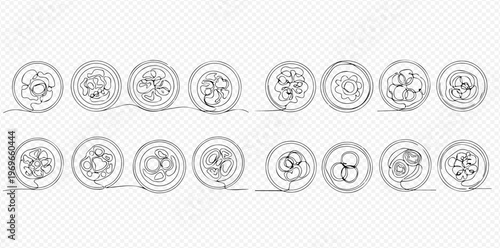 Continuous line art of embryo development stages, from zygote to morula and blastocyst, representing early human life and scientific research.