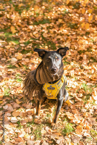 Dog with Scarf Amidst Autumn Foliage. Heartwarming Scene of Friendship and Beauty of Nature.