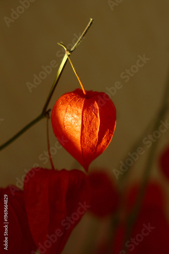 Physalis Alkekengi plant in warm sunny light. Authentic home decor in minimalist style.