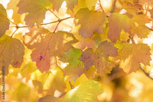 Autumn Leaves in Sunlight of Golden Hues and Natural Beauty, Season s Transition, Leaf Detail.