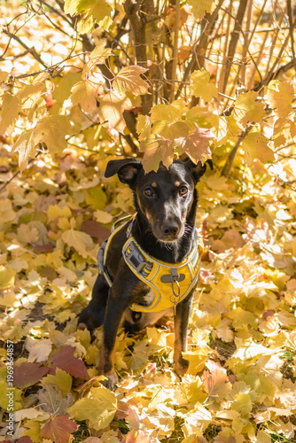 Small dog with collar and addres tag is walking among golden leaves in autumn sunny park.