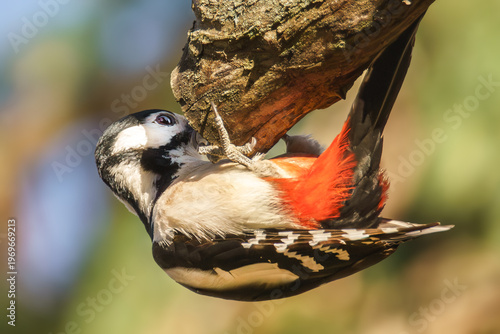 Buntspecht bei der Nahrungssuche