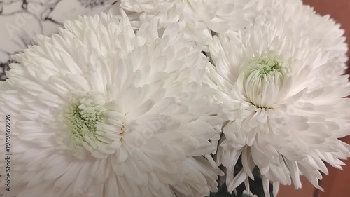 White chrysanthemums in a close-up view, showcasing delicate petals and green centers, arranged beautifully against a patterned background in a cozy indoor setting