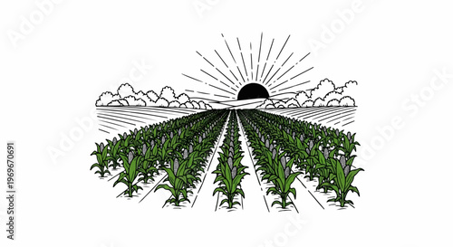 Sunrise over a cultivated field of corn stalks with green leaves and white cobs