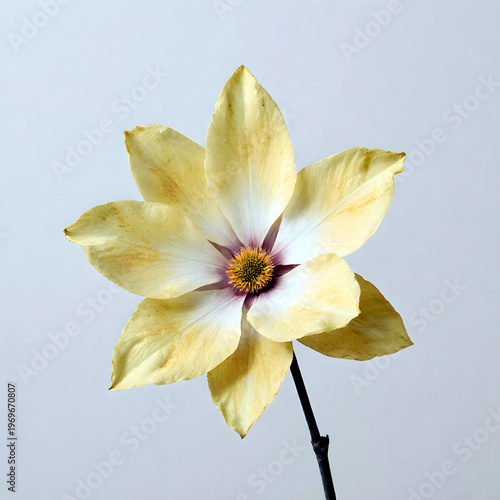 Wallpaper Mural Magnolia blossom flower with yellow petals and purple center   Torontodigital.ca