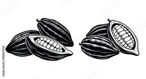 Detailed cocoa pod illustration with cutaway view on transparent background silhouette