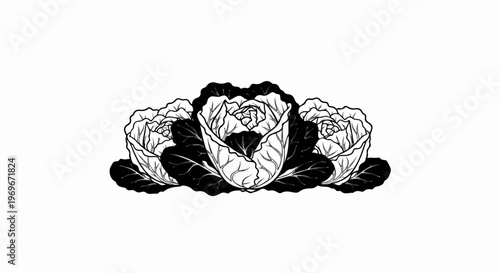 Three monochrome heads of cabbage arranged in a row