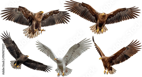 Vector Illustration of Five Majestic Eagles in Flight for Wildlife and Bird of Prey Design