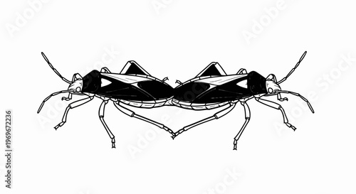 Two black and white insects mirrored to form a heart shape