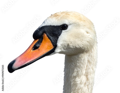 A close-up of a swan's head, showcasing its distinctive beak and feathers