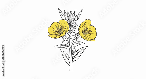 Two yellow flowers with intricate details bloom on a stem