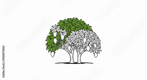 Two-toned mango trees with ripening fruit, one side lush green