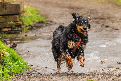 Bild auf Leinwand Wet Hovawart dog Canis lupus familiaris running fast along muddy path outdoors