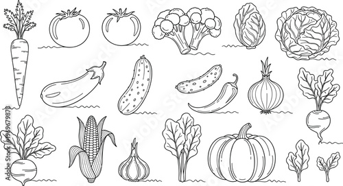 Hand drawn vegetable set vector illustration featuring carrot tomato cabbage pumpkin corn onion garlic and other farm produce