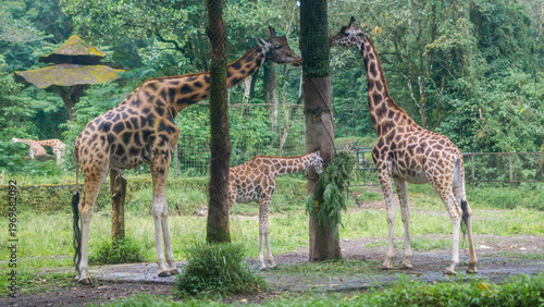 Photography Giraffe family grazing in lush green forest environment