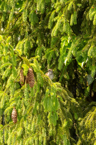 Sparrow sitting on conifer branch with pinecones, lush green background, nature texture, forest wildlife scene in sunlight