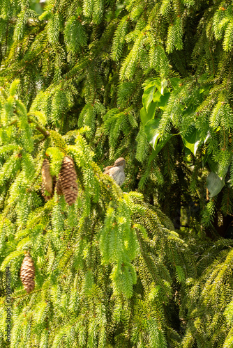 Passer domesticus resting in evergreen tree, dense foliage texture, natural camouflage, forest bird scene with bright green tones