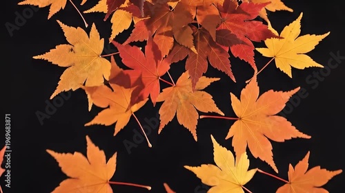 Wallpaper Mural Bright orange maple leaves falling against a dark background Torontodigital.ca