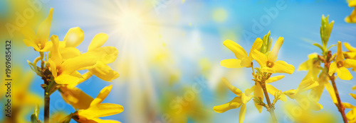 Spring concept . Yellow flowers blossom over blue sky in sunlight