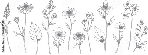 Collection of hand-drawn floral elements with various flowers and plants with line art with black and white with botanical illustration with floral design with nature illustration