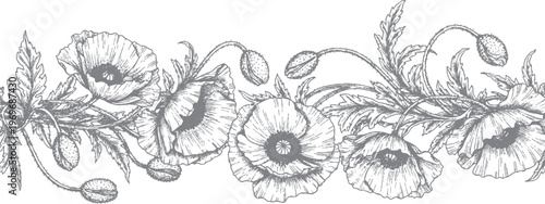 Detailed hand-drawn botanical horizontal border with poppy flowers and buds in elegant vintage engraving style for design and decoration