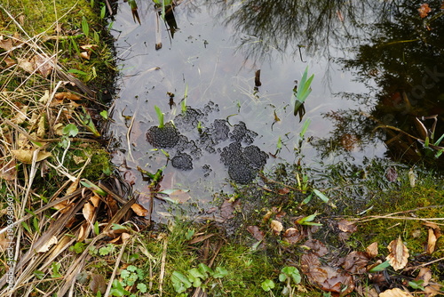 Frogspawn of the common frog (Rana temporaria). In a pond. Waterfront with iris, grass. Dutch garden. Spring, March, Netherlands	