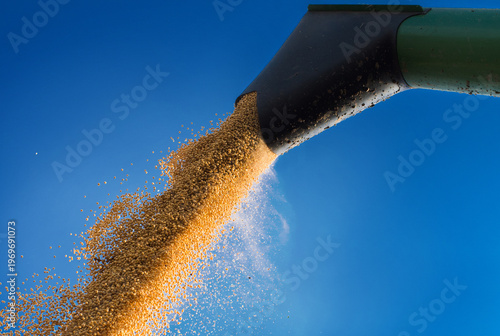 Combine dumps soybean seeds into a truck after harvest
