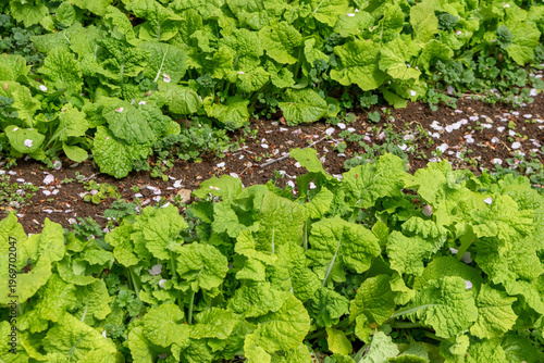 緑の葉の間の道に落ちた日本の桜の花弁