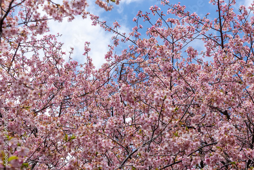 空一面に広がる二本の河津桜