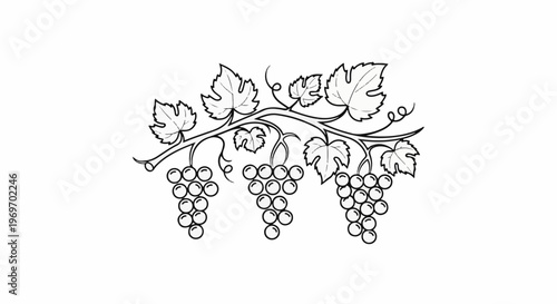 Artistic illustration of grape clusters with leaves on a vine