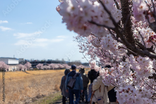 日本の桜”春めき”が咲く、春木径と幸せ道の風景